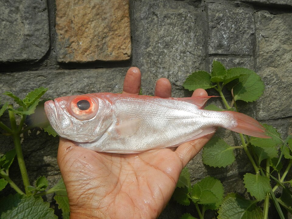 Priacanthus tayenus