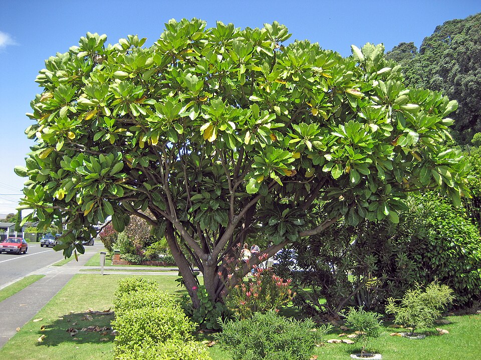Meryta