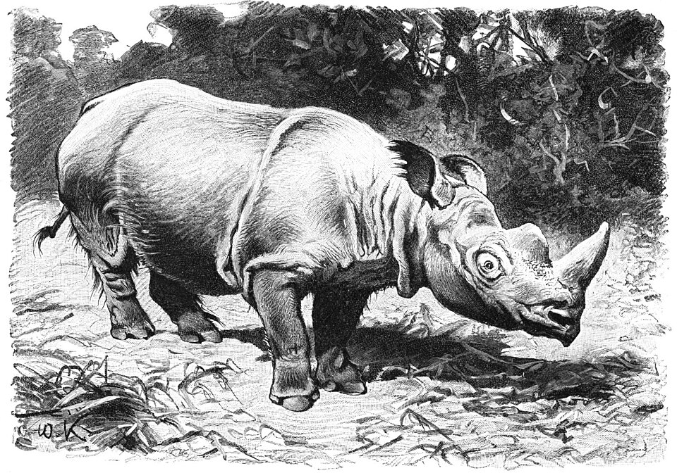 Dicerorhinus