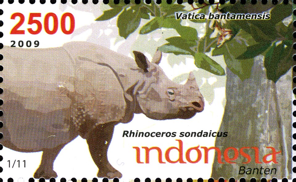 Vatica bantamensis