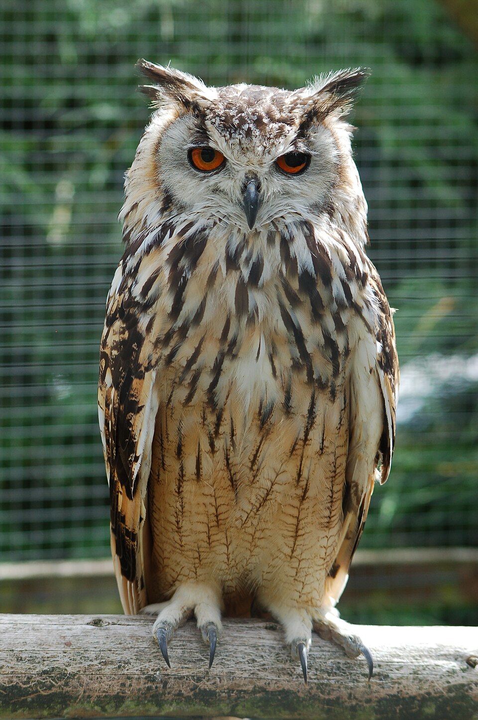 Indian Eagle-Owl