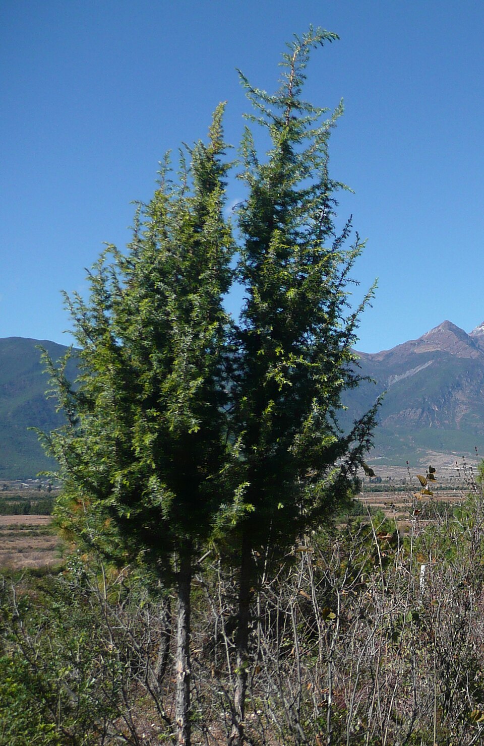 Juniperus formosana