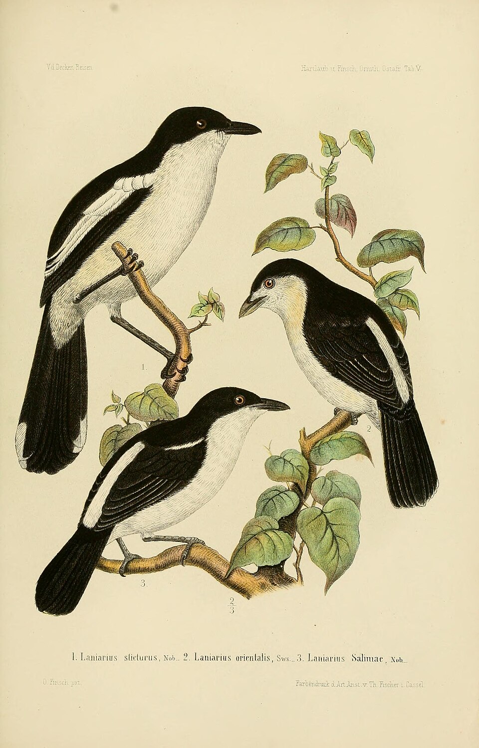 Swamp Boubou