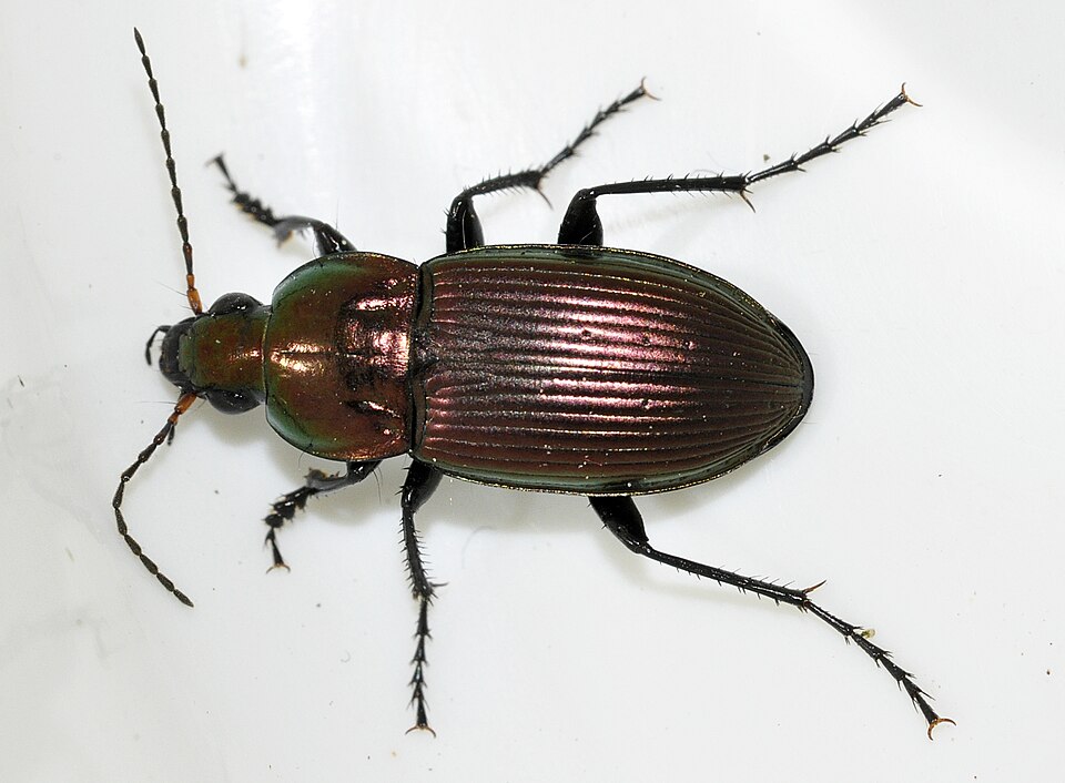Poecilus versicolor