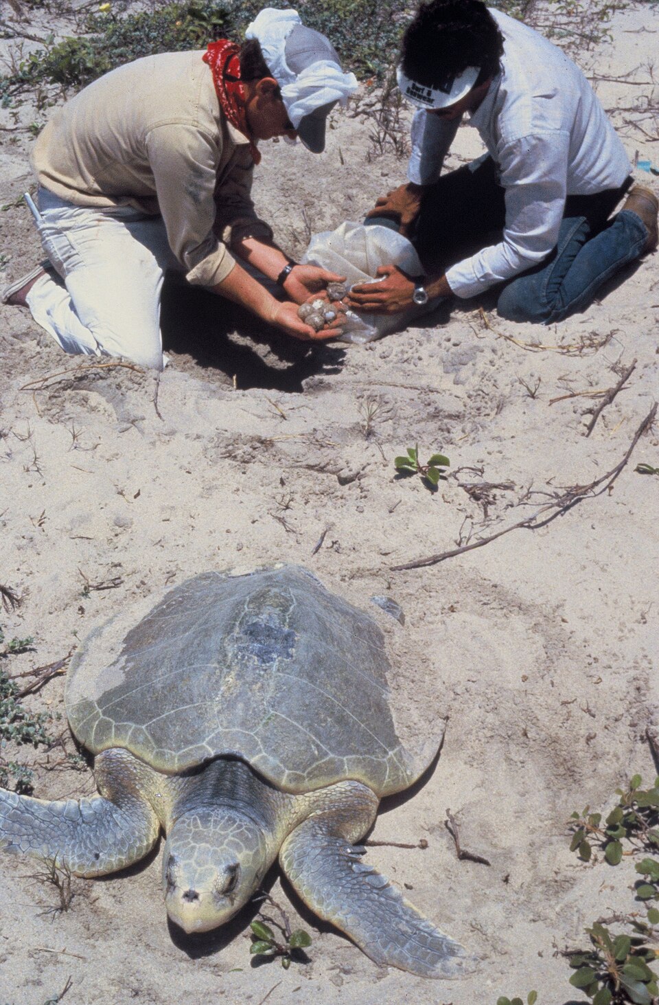 Ridley sea turtle