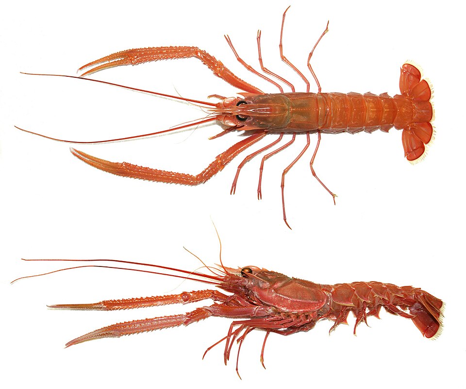 Metanephrops
