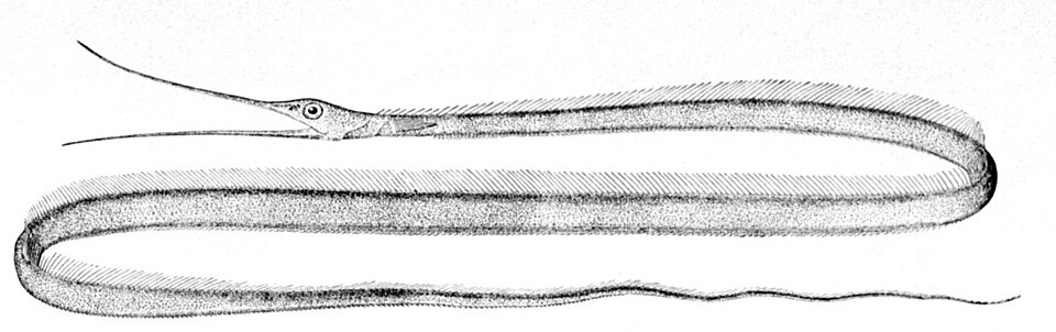 Nemichthyidae