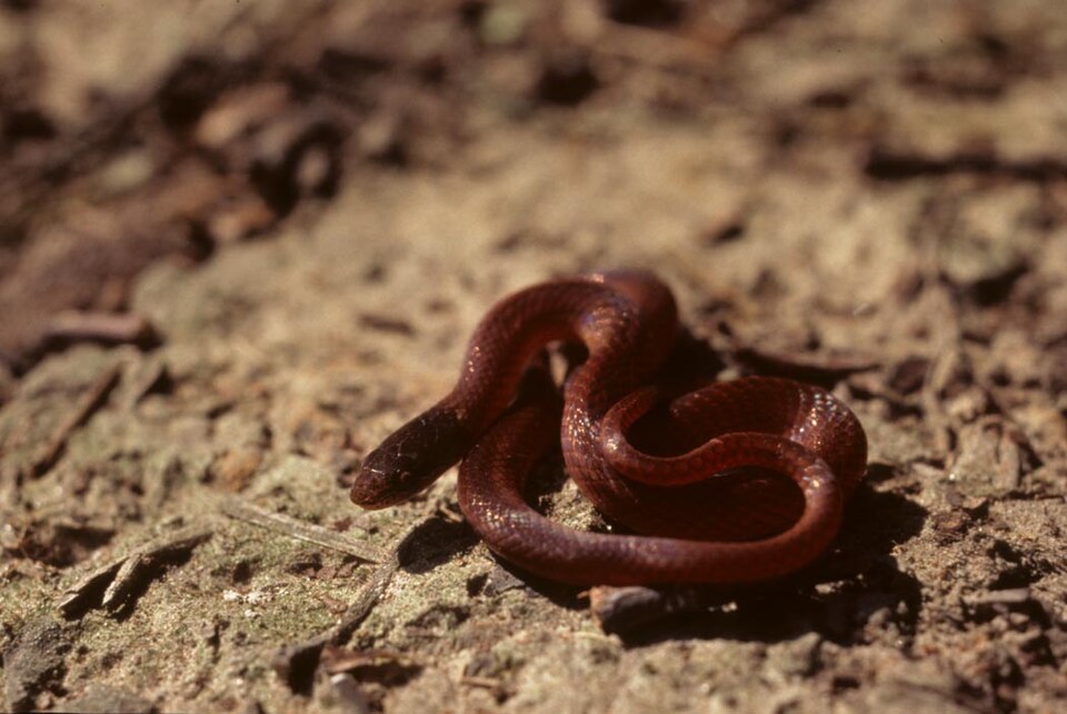Rhadinaea