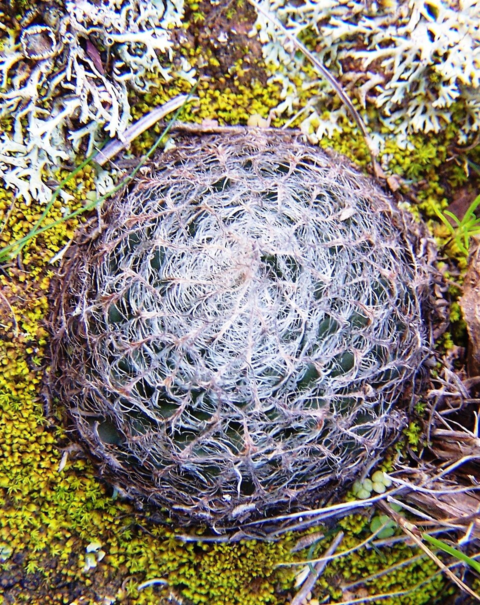 Haworthia arachnoidea