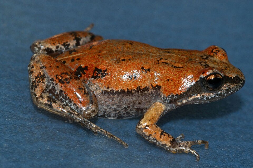 Bronze caco