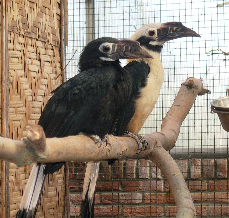 Penelopides