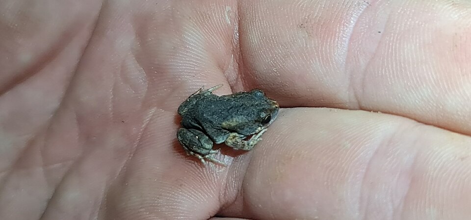 Fat toadlet