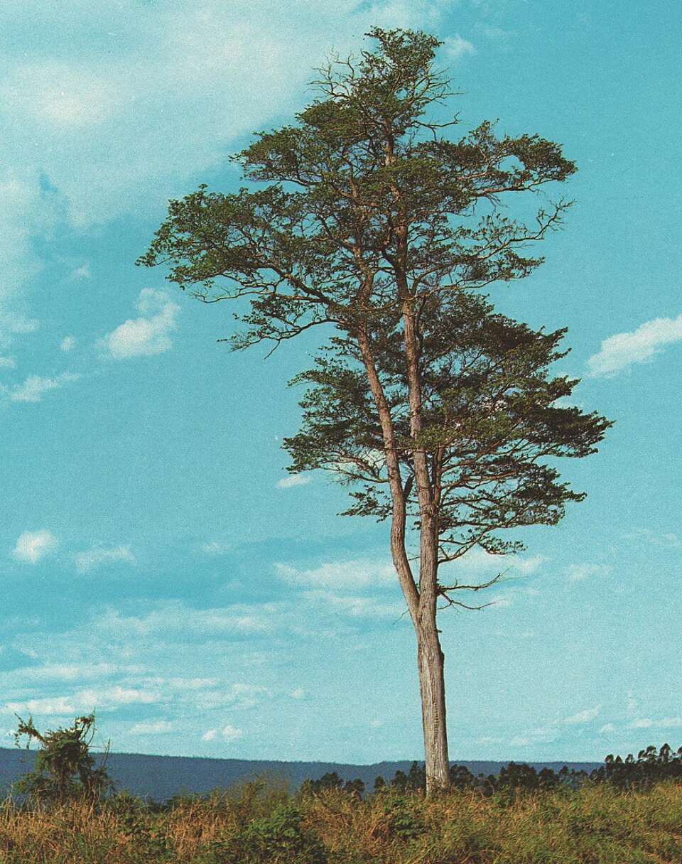Calycophyllum