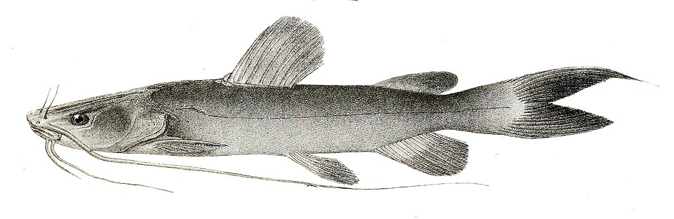 Hemibagrus microphthalmus