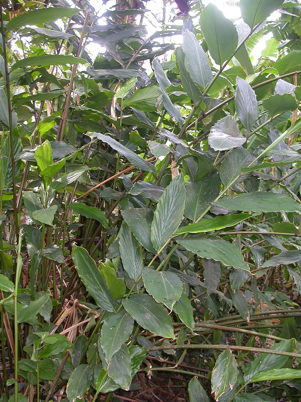 Aframomum