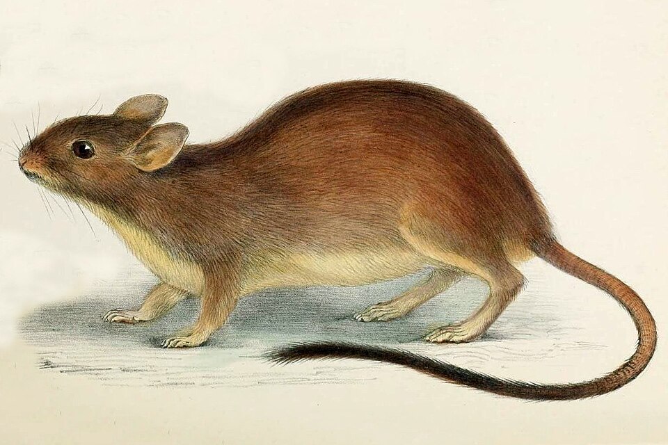 Brush-tailed rabbit rat