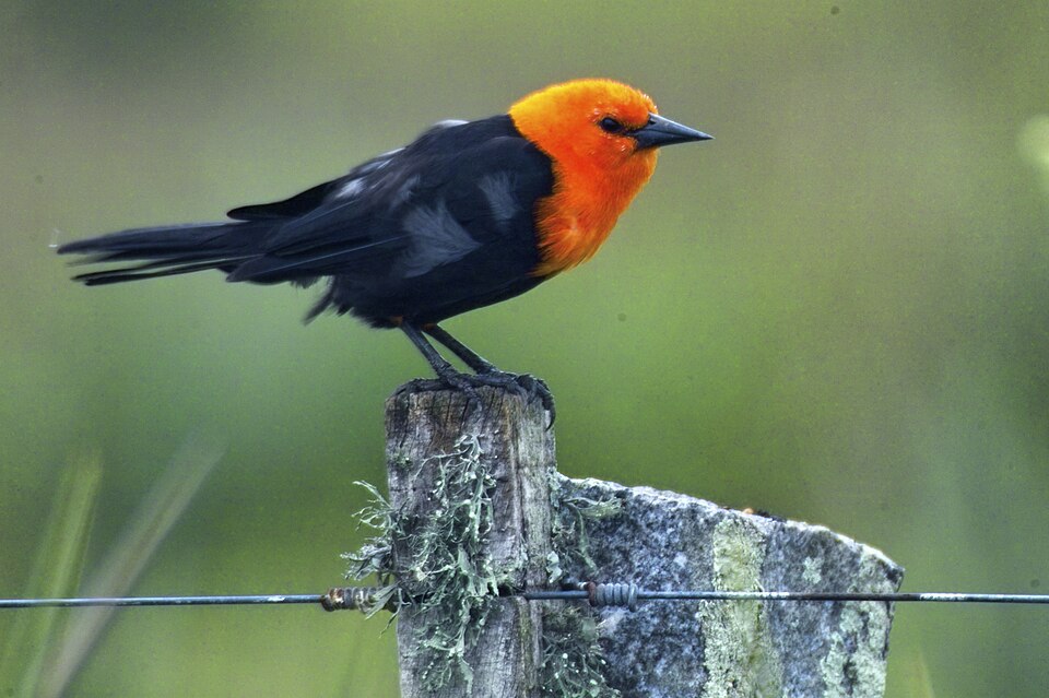Scarlet-headed Blackbird