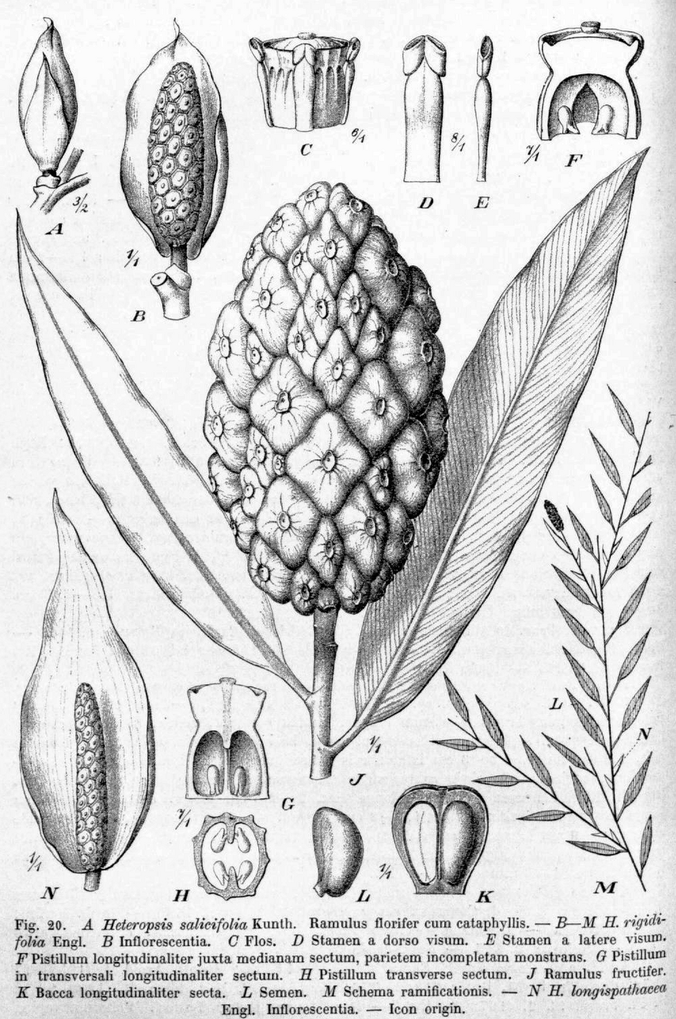 Heteropsis