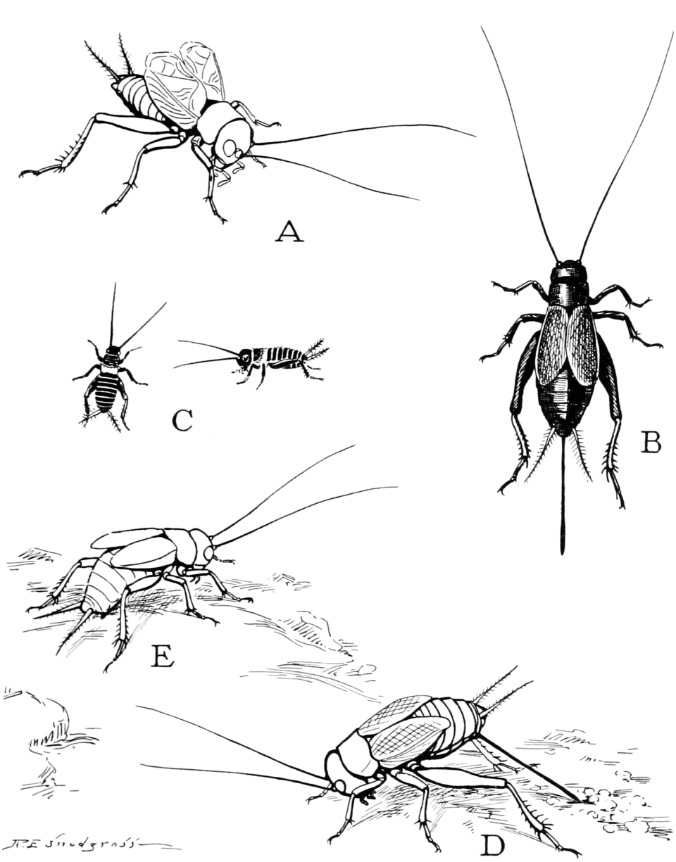 Grylloidea
