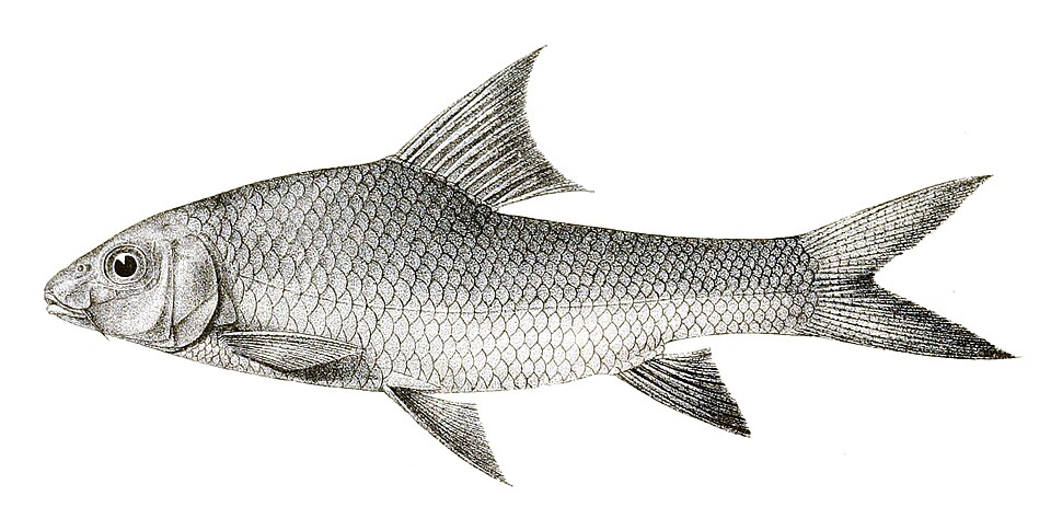 Kolus