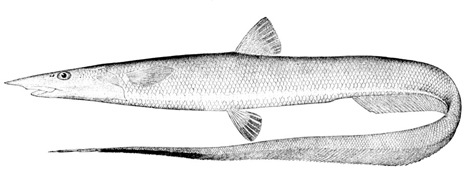 Aldrovandia affinis