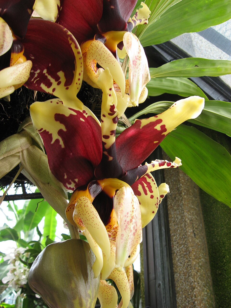 Stanhopea tigrina