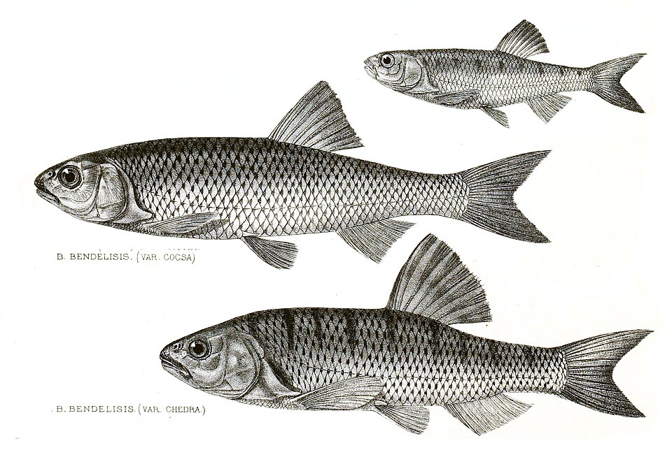 Barilius bendelisis