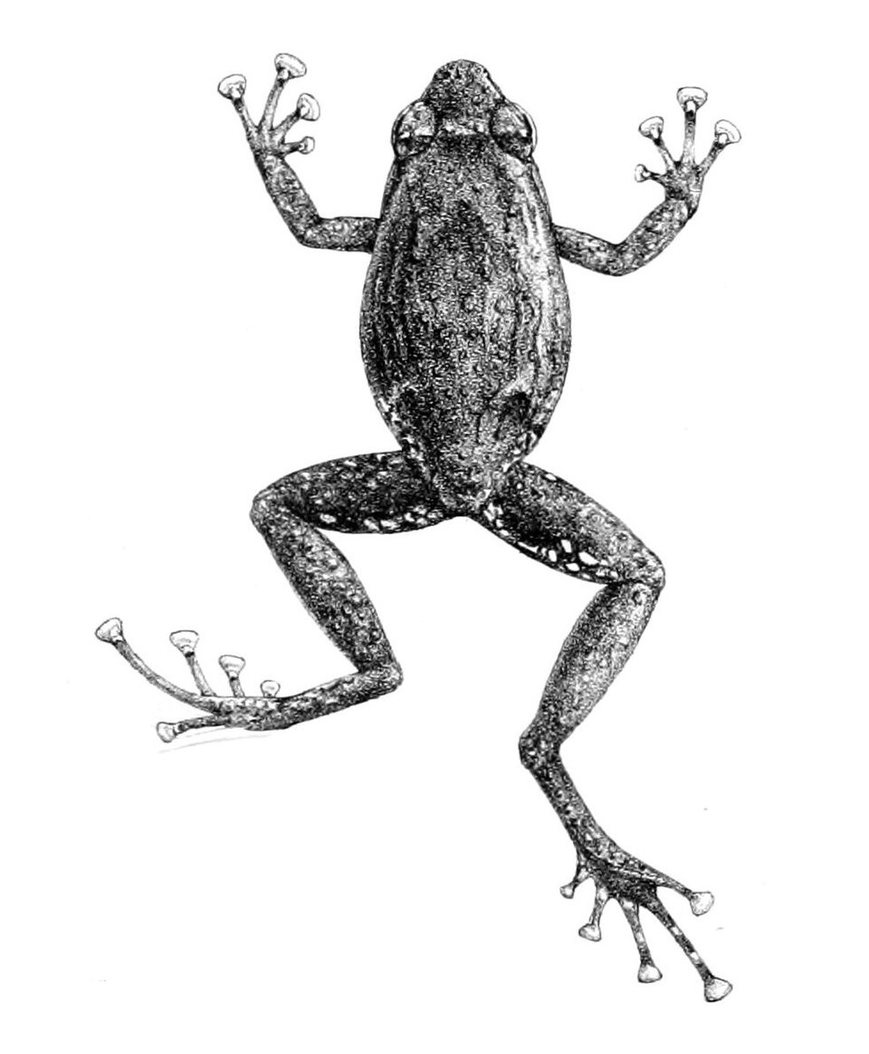 Cophixalus verrucosus