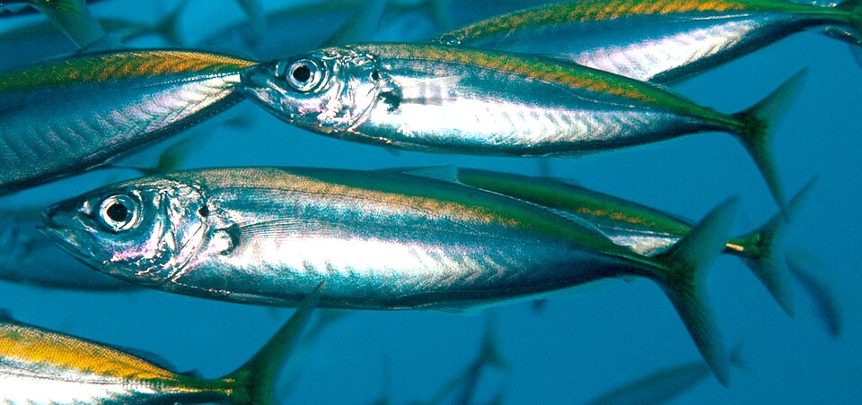 Decapterus