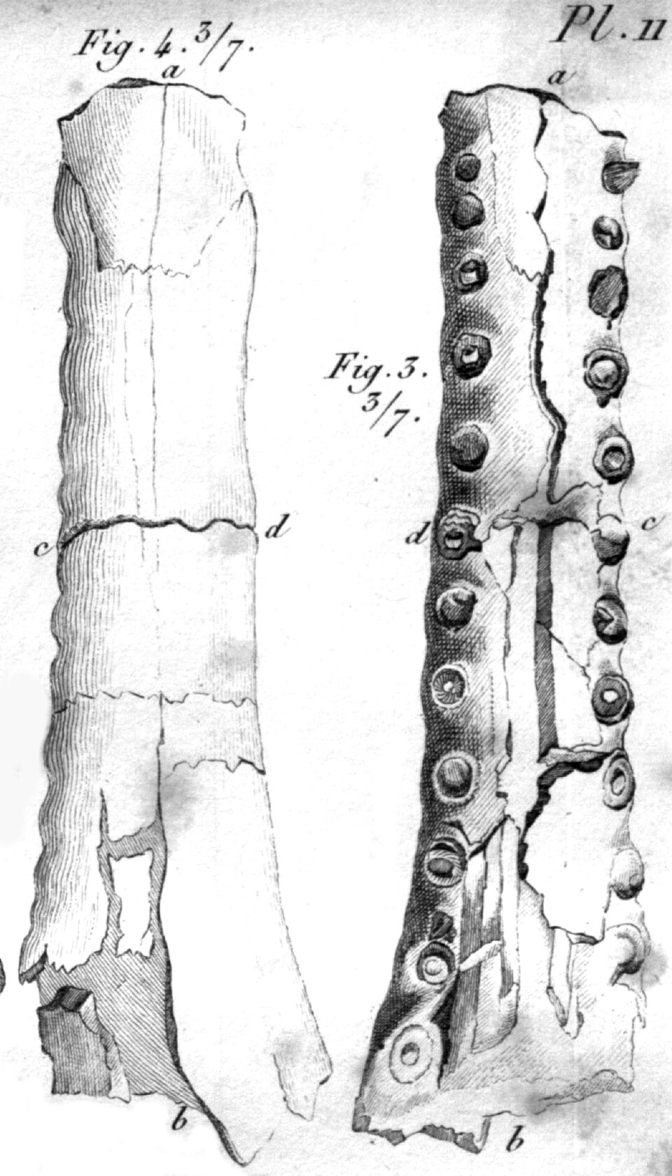 Steneosaurus