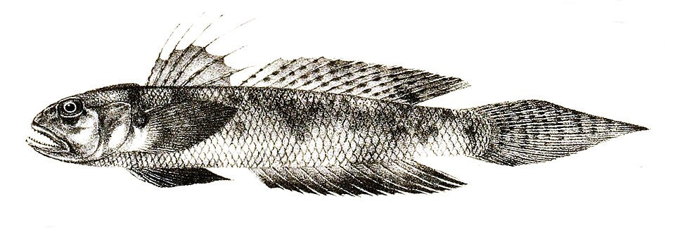 Long-finned goby