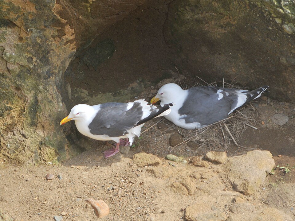 Slaty-backed Gull