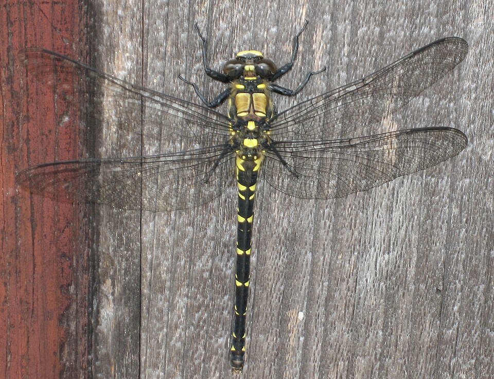 Petaluridae