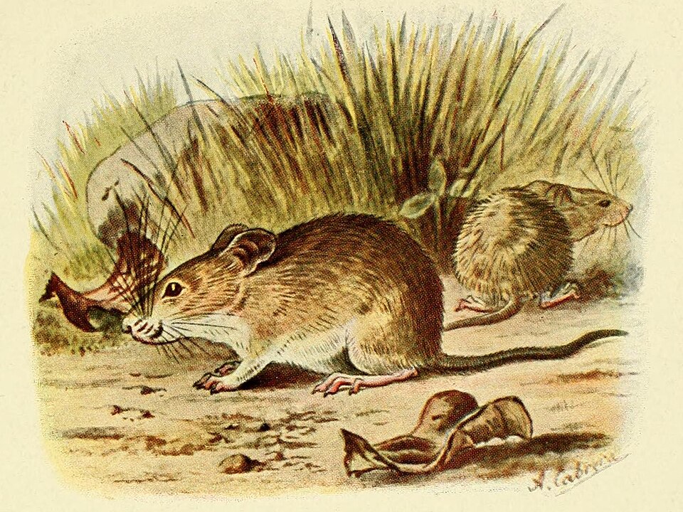 Steppe mouse
