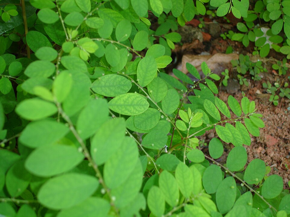 Phyllanthus niruri