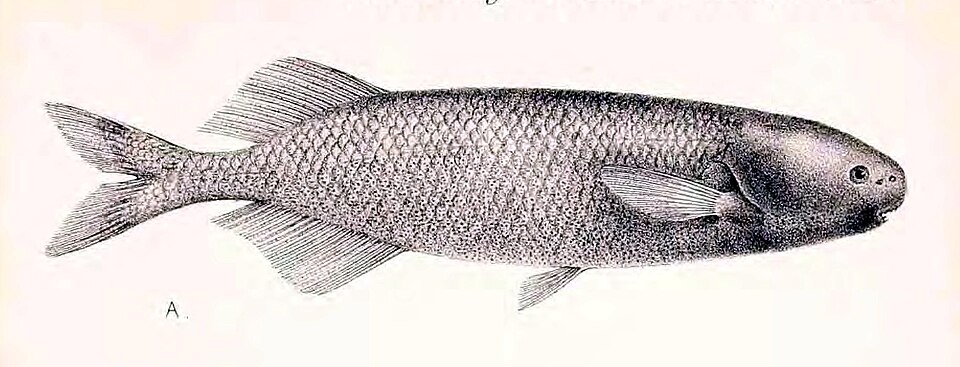 Paramormyrops