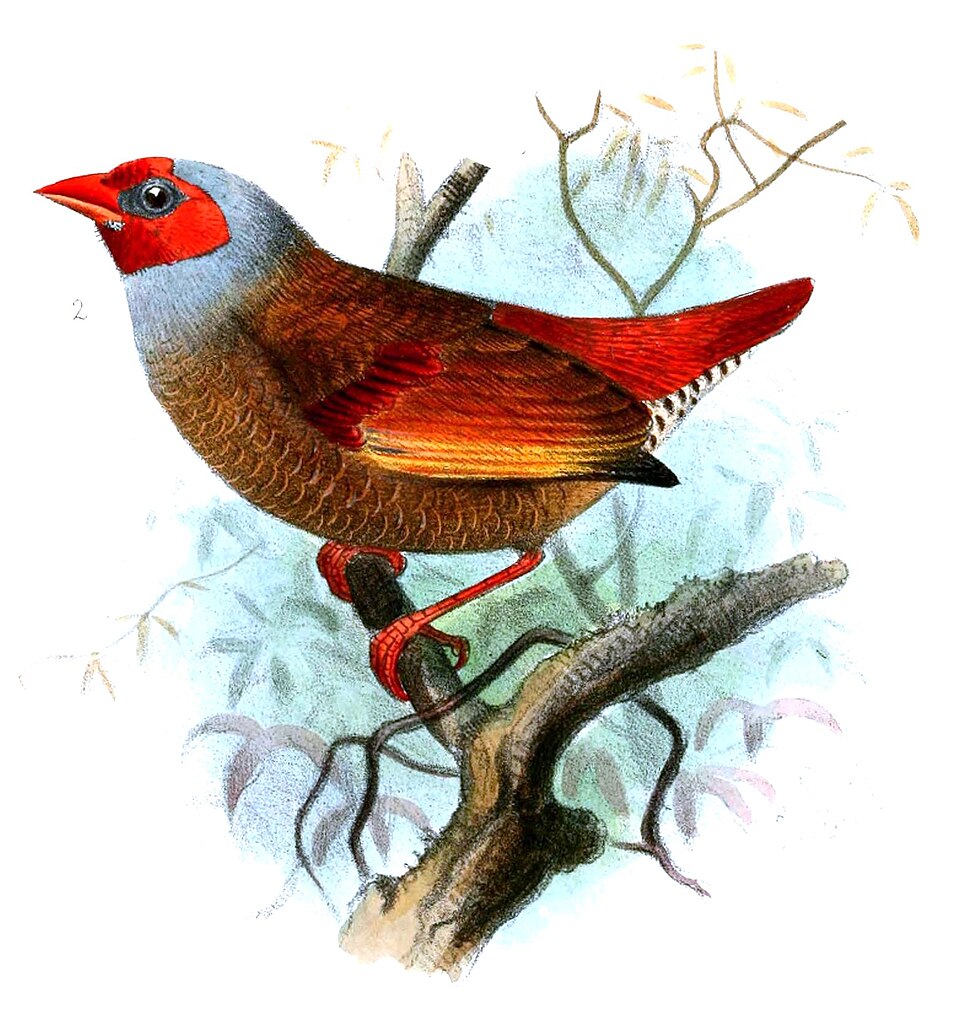 Pytilia afra