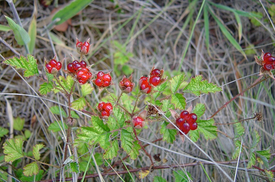 Rubus parvifolius