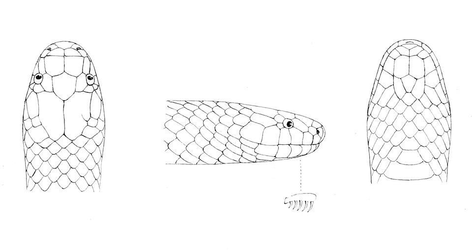 Toxicocalamus