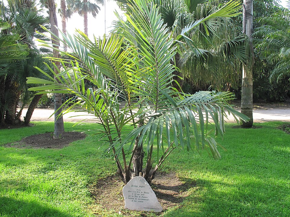Arenga engleri