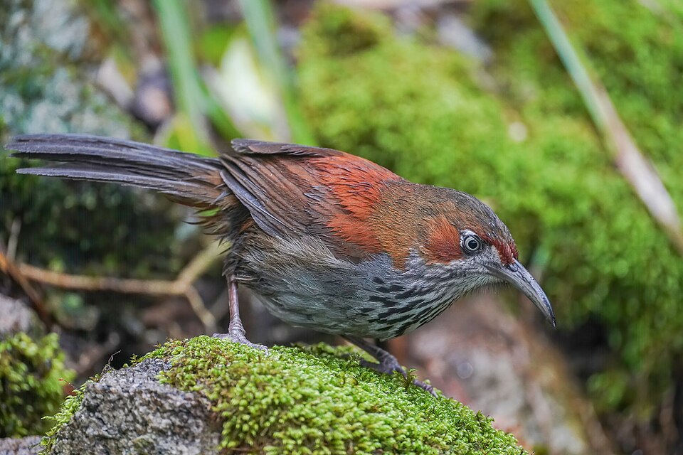 Grey-sided scimitar babbler