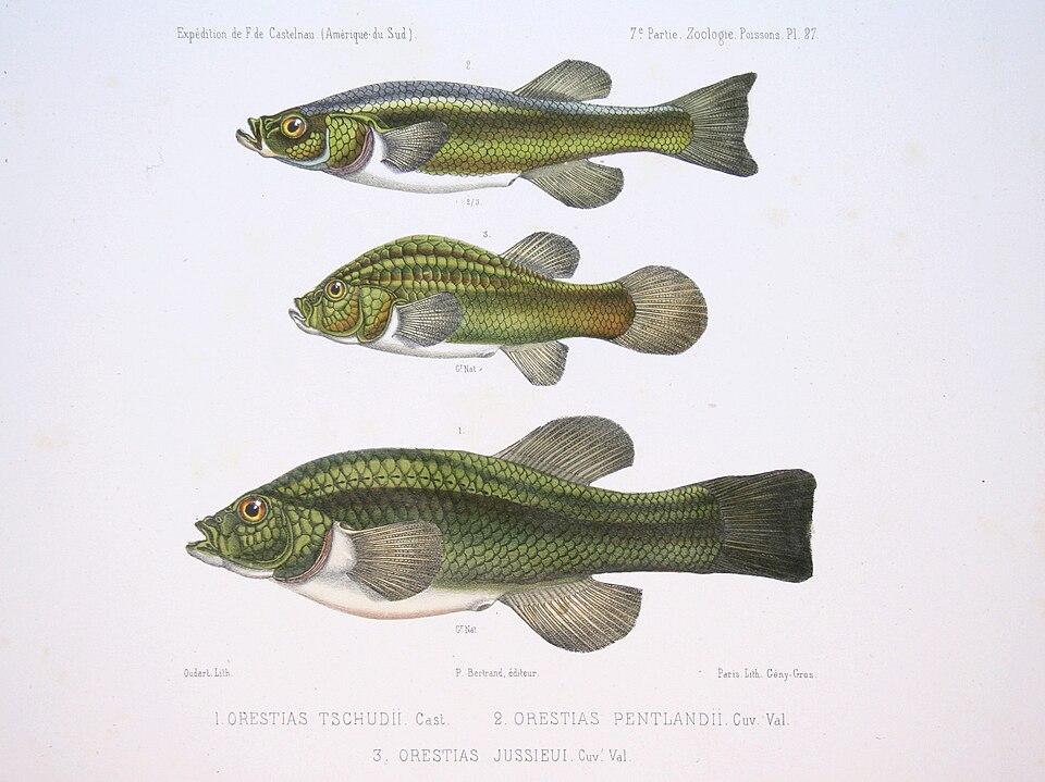 Orestias pentlandii