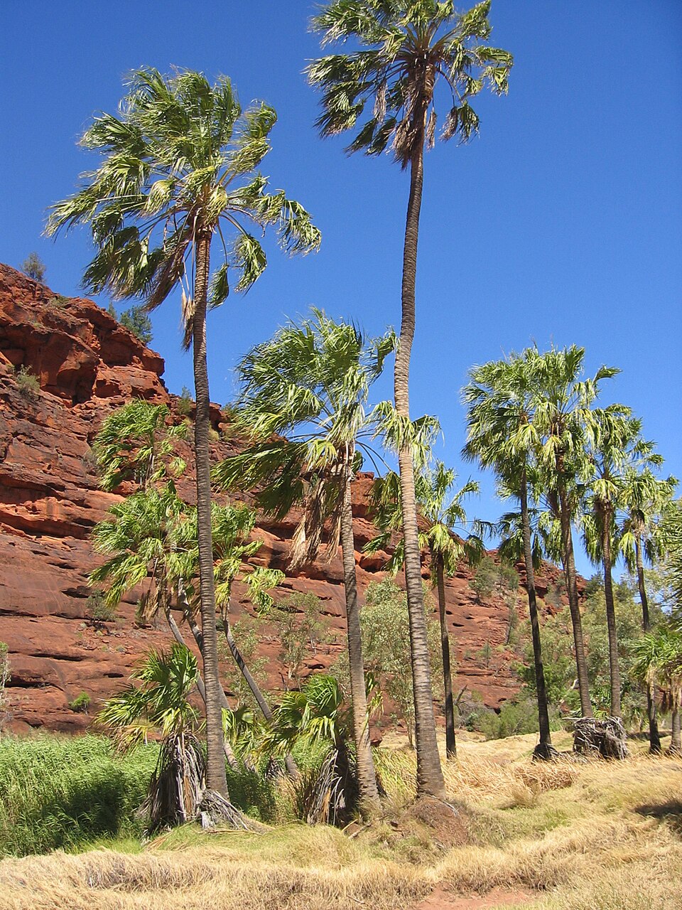 Livistona mariae