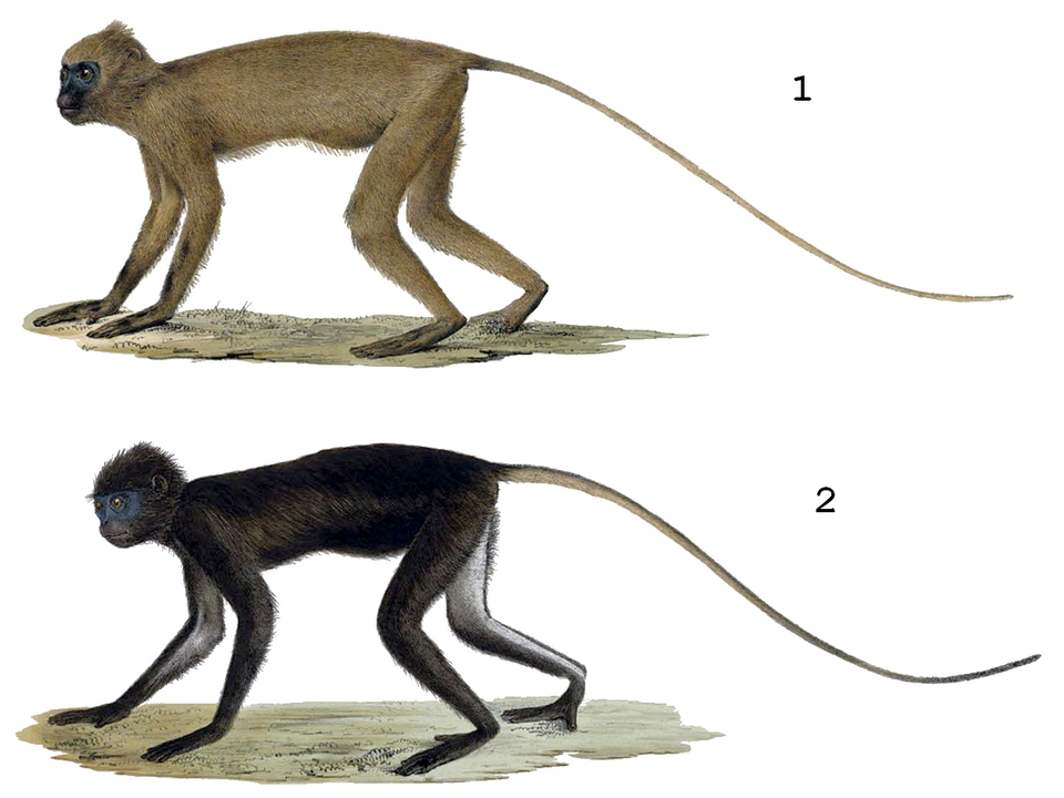 Sarawak surili