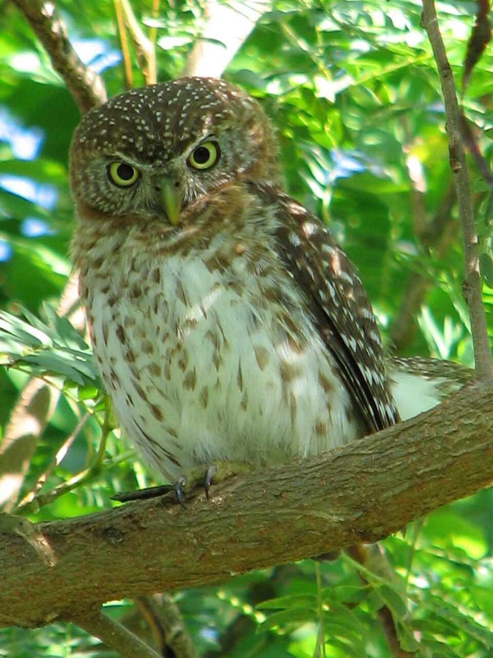 Cuban Pygmy Owl