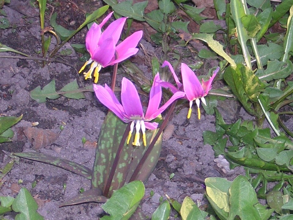Erythronium sibiricum