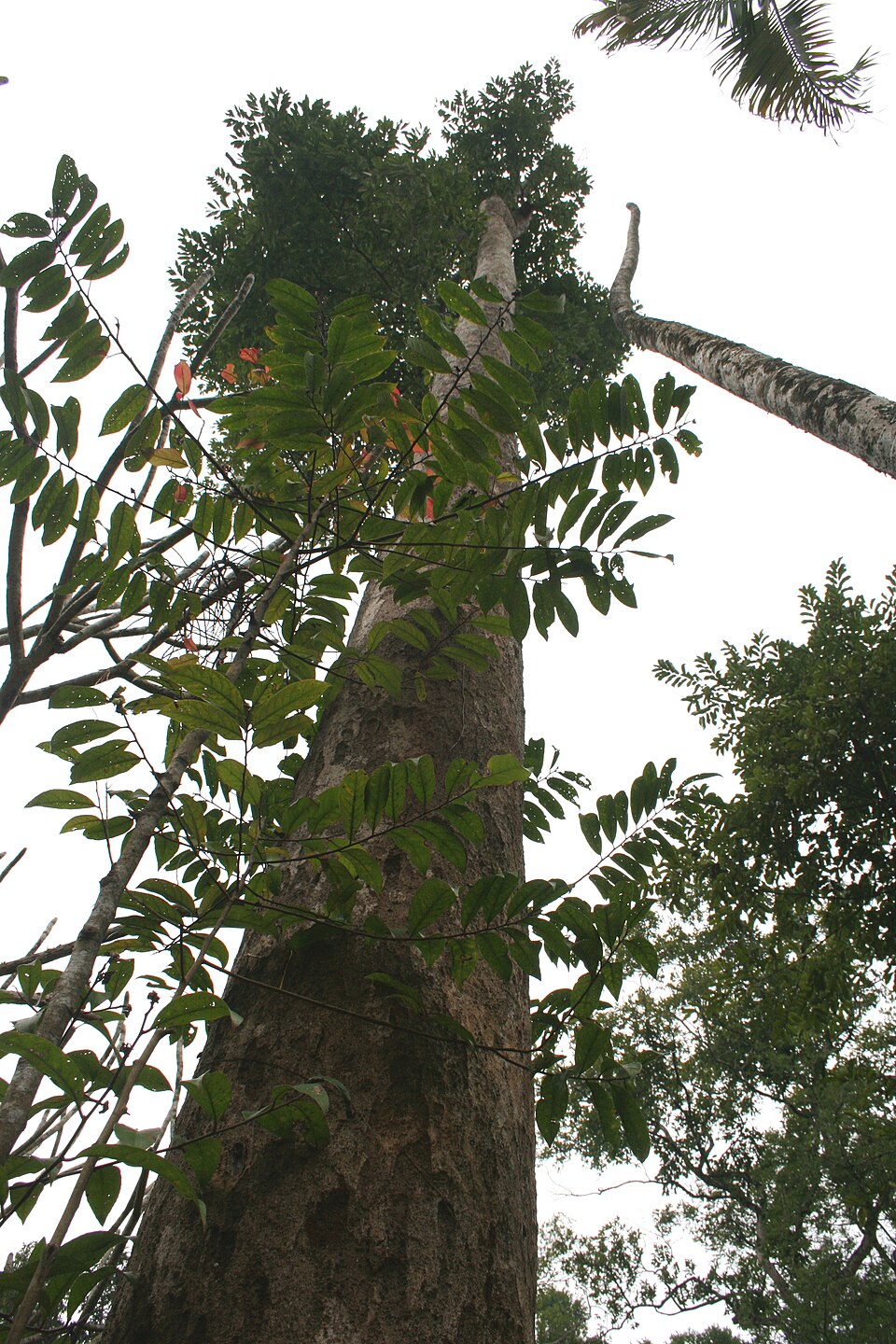 Madhuca