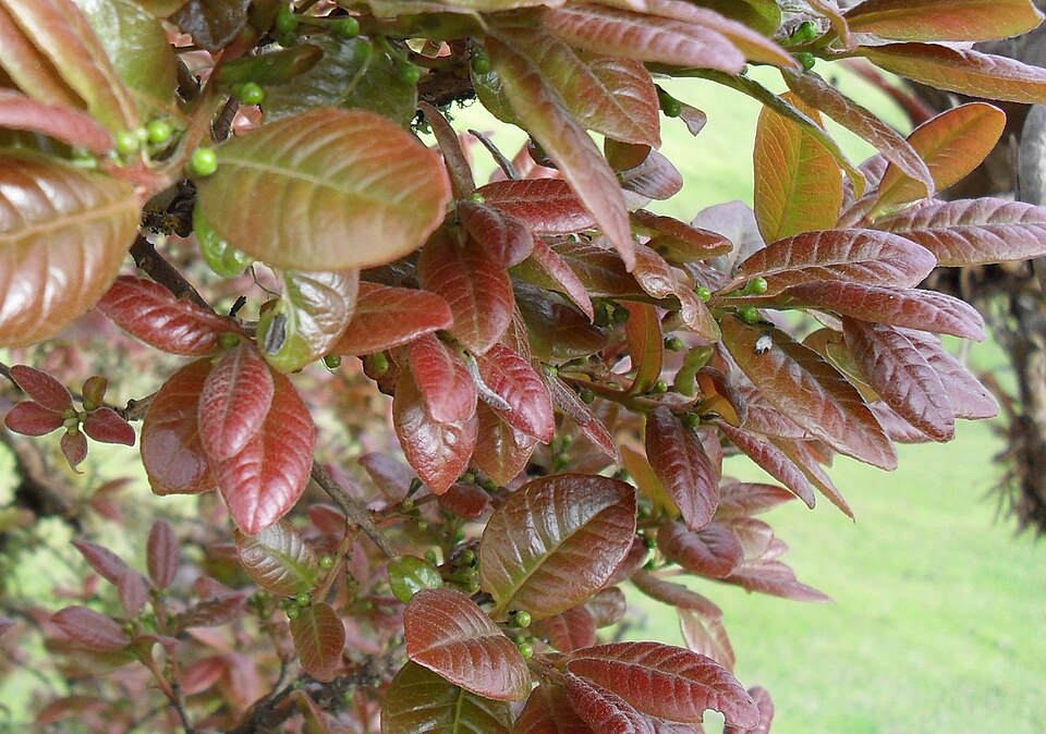 Myrcianthes