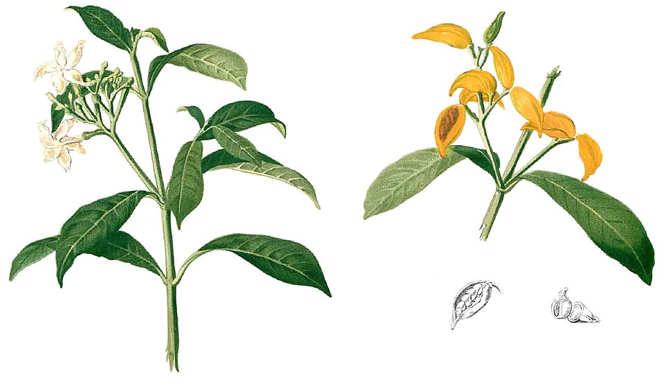 Tabernaemontana pandacaqui