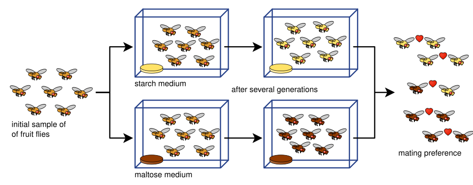 Drosophila pseudoobscura